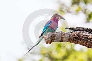 Lilac-breasted roller