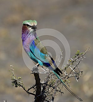 Lilac Breasted Roller