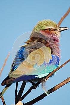 Lilac breasted roller