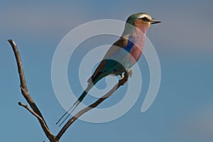 Lilac-breasted Roller