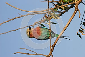 Lilac-breasted Roller