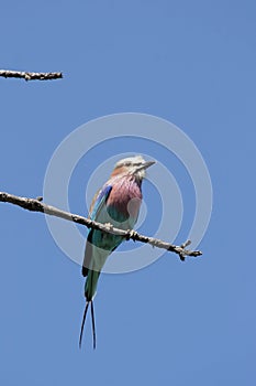 Lilac-breasted Roller