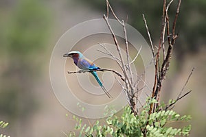 Lilac Breasted Roller