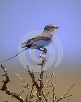 Lilac-breasted Roller