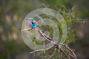 Lilac-Breasted Roller