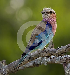 Lilac Breasted Roller