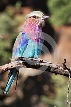 Lilac-breasted Roller photo