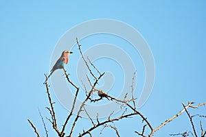 Lilac-breasted roller