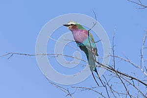 Lilac-breasted Roller