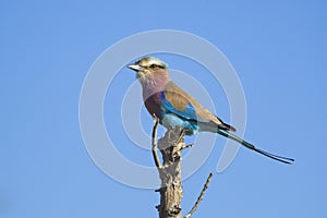 Lilac-breasted Roller