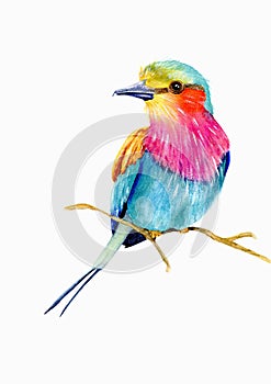 Lilac-breasted roller