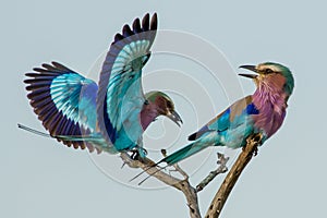 Lilac-breasted Roller Aerobatics