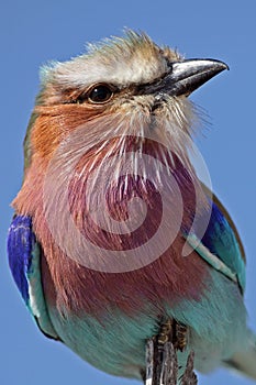 Lilac-breasted roller, Africa