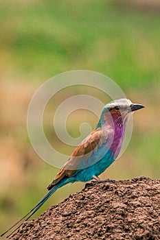 The lilac-breasted roller is an African bird of the roller family, Coraciidae. It is widely distributed in sub-Saharan Africa, and