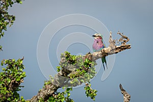 Lilac-breasted roller against blue sky on branch photo