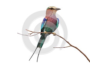 Lilac - Breasted Roller photo