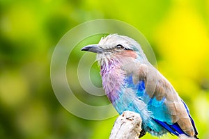 Lilac breasted roller bird