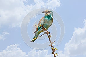 Lilac Breasted Roller