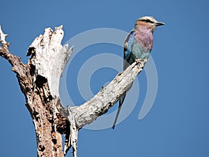 Lilac Breasted Roller bird