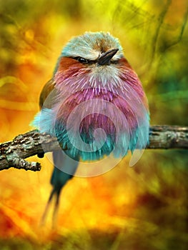 Lilac Breasted Roller bird photo