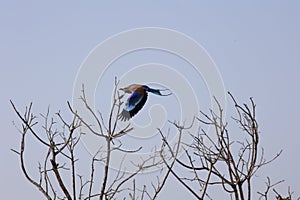 Lilac breasted roller bird at the Kruger national park