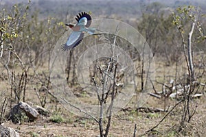 Lilac breasted roller bird at the Kruger national park