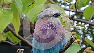 Lilac breasted roller bird in London zoo