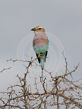 Lilac Breasted Roller Bird on perch