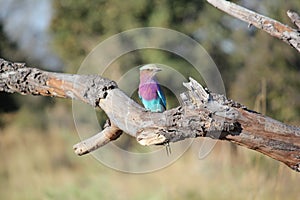 Lilac Breasted Roller Bird