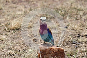 Lilac breasted roller bird standing on a rockin the african savannah.