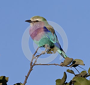 Lilac Breasted Roller - Botswana