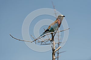 A Lilac Breasted Roller on a branch