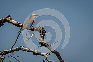 Lilac-breasted roller on branch below blue sky