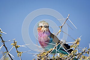 Lilac-Breasted Roller in a branch in the Etosha National Park in Namibia