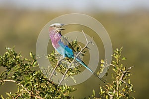 Lilac breasted roller on a branch in Kruger park