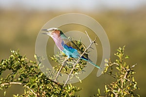 Lilac breasted roller on a branch in Kruger park