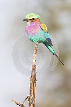 Lilac breasted Roller on branch photo