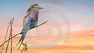 Lilac breasted roller on branch at sunset