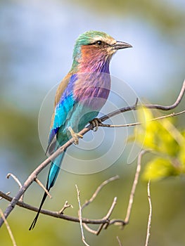 Lilac breasted roller in bush