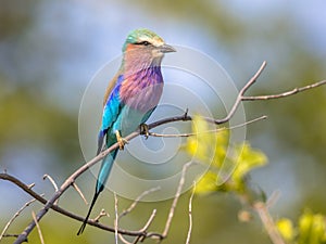 Lilac breasted roller in bush