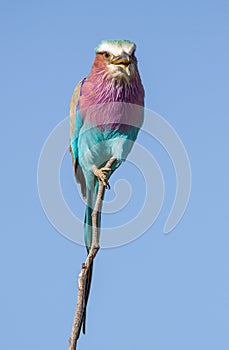 Lilac breasted Roller calling while perched on flimsy twig in Kruger Park, South Africa