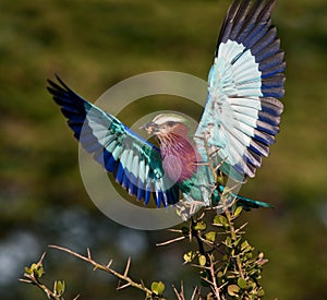 Lilac-breasted Roller with catch.