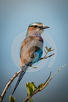 Lilac-breasted roller with catchlight on leafy branch photo
