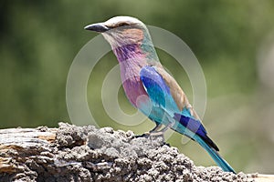 Lilac Breasted Roller - Chobe N.P. Botswana, Africa