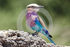 Lilac Breasted Roller - Chobe N.P. Botswana, Africa