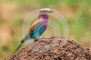 Lilac Breasted Roller Colorful Birds Of The Masai Mara Triangle National Game Reserve And Conservation Areas Exploring Africa Safa