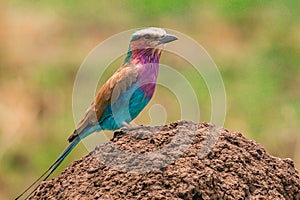 Lilac Breasted Roller Colorful Birds Wildlife Animals Mammals at the savannah grassland wilderness hill shrubs great rift valley