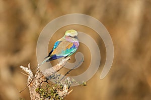 Lilac breasted roller