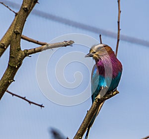 Lilac breasted roller, colorful tropical bird from Africa, popular pet in aviculture