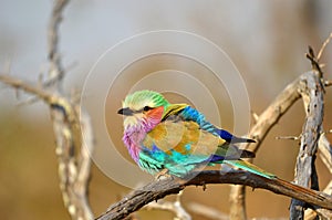 Lilac-Breasted Roller (Coracias caudata)